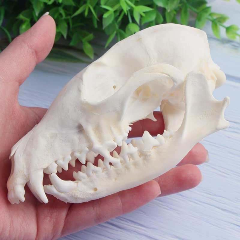 Wixine 1Pcs Real Red Fox Bones Skull Fox Head Skeleton Natural Teeth Bone Specimen Model