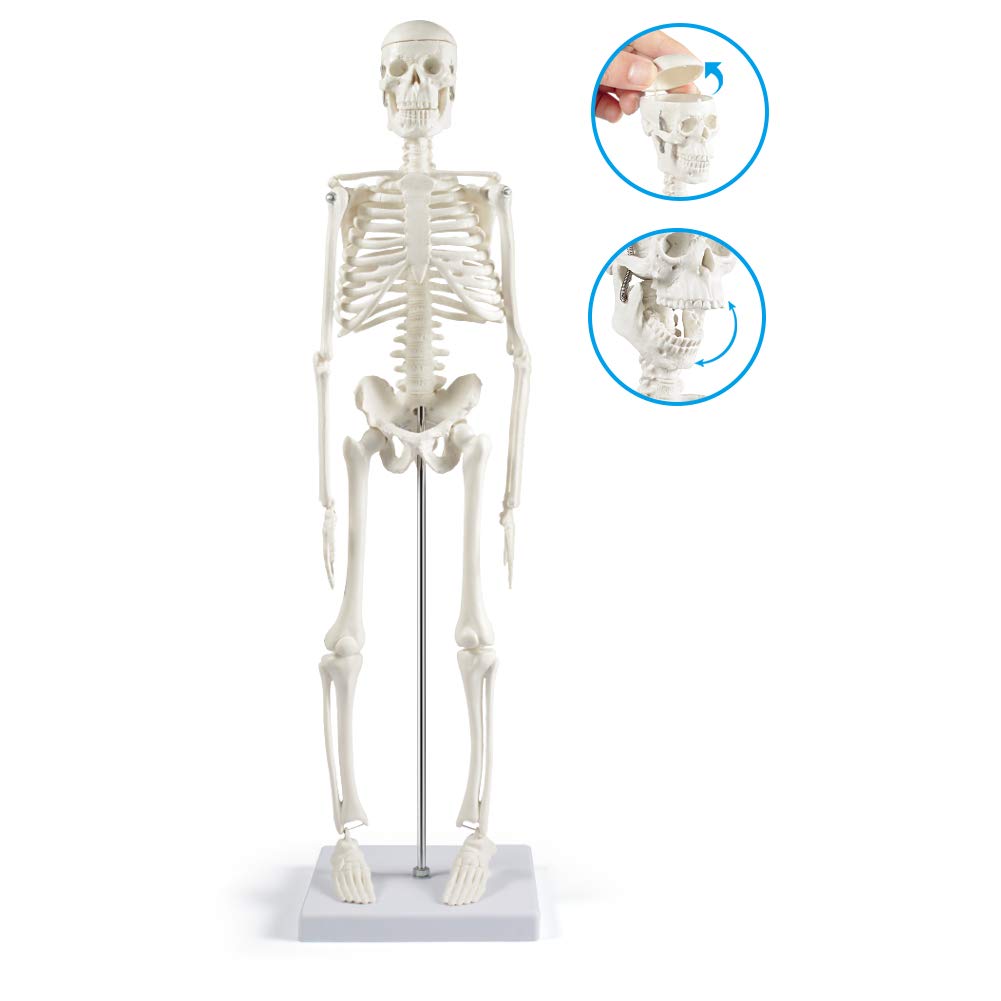 breesky Human Skeleton Model for Anatomy: 17” Human Skeleton Model with Movable Arms and Legs - Scientific Model for Study and Display