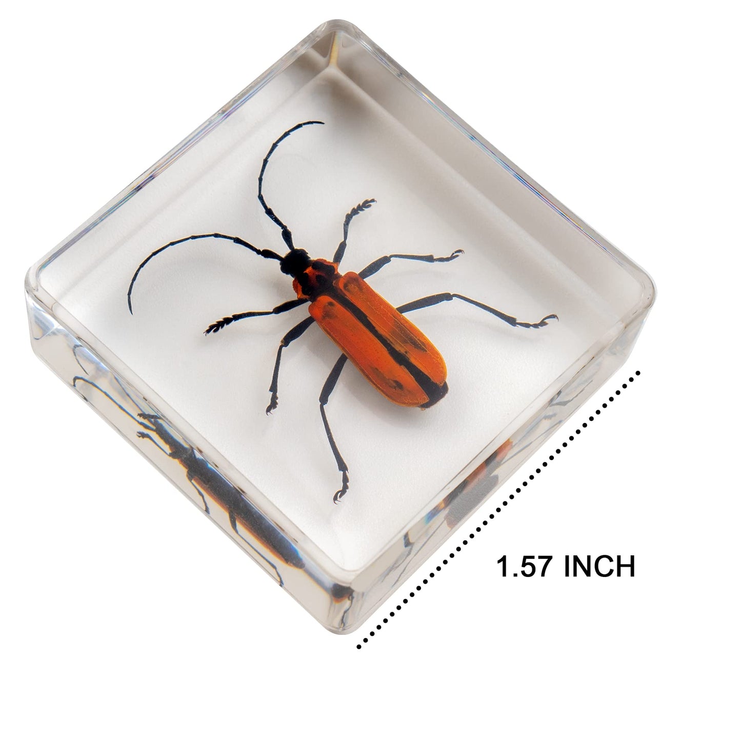 Insect Specimen Set, Bugs Collection Scientific Education Gift for Kids Aged 3-8-12 (Millipede, Centipede, Dragonfly Larvae, Tea Seed Bug, Red Longhorn Beetle, Spiny Spider)