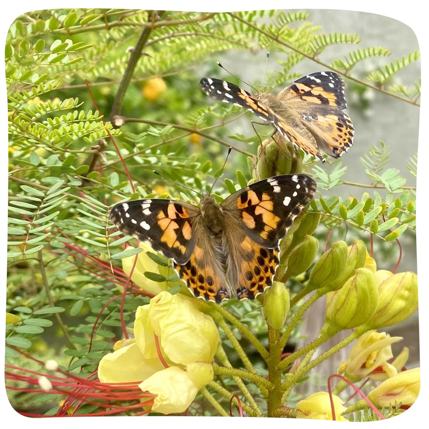 Insect Lore Giant Butterfly Garden with Voucher | 18 Inch Habitat | Life Cycle Figurines Included | Voucher to Redeem 5 Baby Caterpillars Later | Raise Painted Lady Butterflies