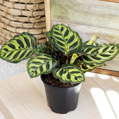 Calathea Prayer Plants Live House Plants (4PK), Pet Friendly Indoor Plants, Prayer Plant Houseplant Pack, Grower's Choice Calathea Plant Mix, Live Houseplants for Home and Office by Plants for Pets