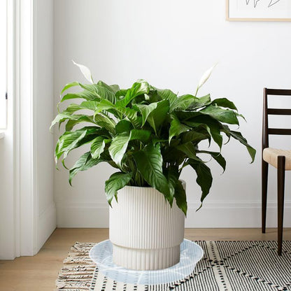 Afrine 6 Pack Plant Saucer Drip Tray, 4 5 6 8 9 10 12 14 16 18 inch, Heavy Sturdy Plastic Planter Flower Pot Saucers for Indoor Outdoor Garden, Plant Water Drip Trays for pots Base (4", Clear)