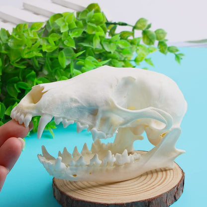 Wixine 1Pcs Real Red Fox Bones Skull Fox Head Skeleton Natural Teeth Bone Specimen Model