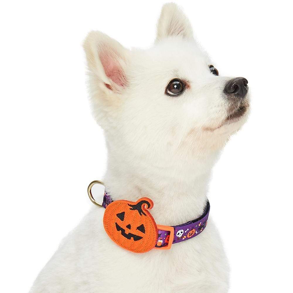 Blueberry Pet Halloween Pumpkin Party Designer Adjustable Dog Collar with Detachable Decoration, Medium, Neck 14.5"-20"