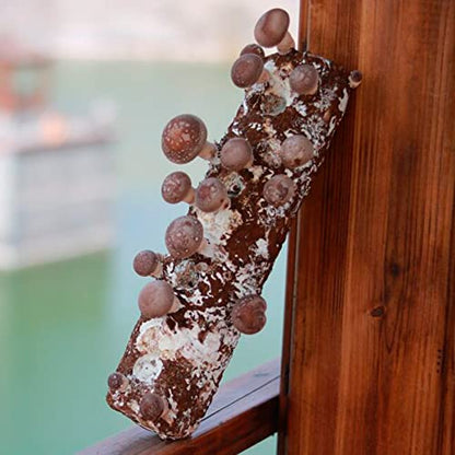 Back to the Roots Organic Shiitake Mushroom Kit; Great Gift; Easy for Beginners, For Indoor Growing (Start Growing Right Away)