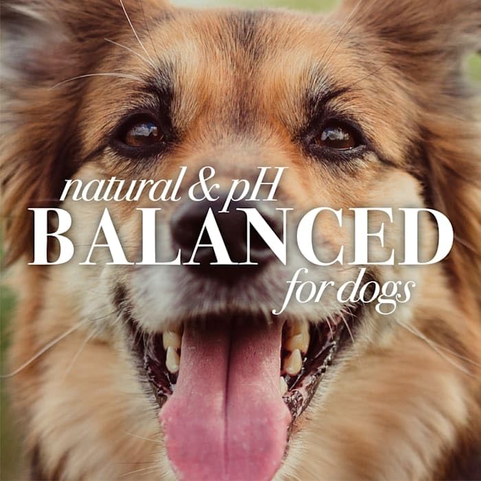 Burt's Bees for Pets Tear Free Puppy Shampoo and Conditioner - Tearless Dog Wash for Puppies, Pet Grooming Supplies, Gentle Dog Shampoo and Conditioner, Puppy Essentials for Easy Groom, 16 Fl Oz