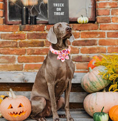 ARING PET Halloween Dog Collars with Detachable Flower, Pink Pumpkin Pet Collar with Metal Buckle for Puppy Small Medium Large Boy Girl Dog-XS