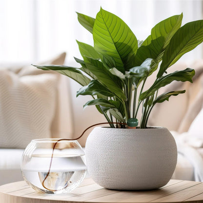 Blumat Classic Plant Watering Stakes - Self-Watering Insert for Indoor and Outdoor Plants - Automatic Slow Release Irrigation System for Potted Plants - Houseplant Care Device (6 Pack)