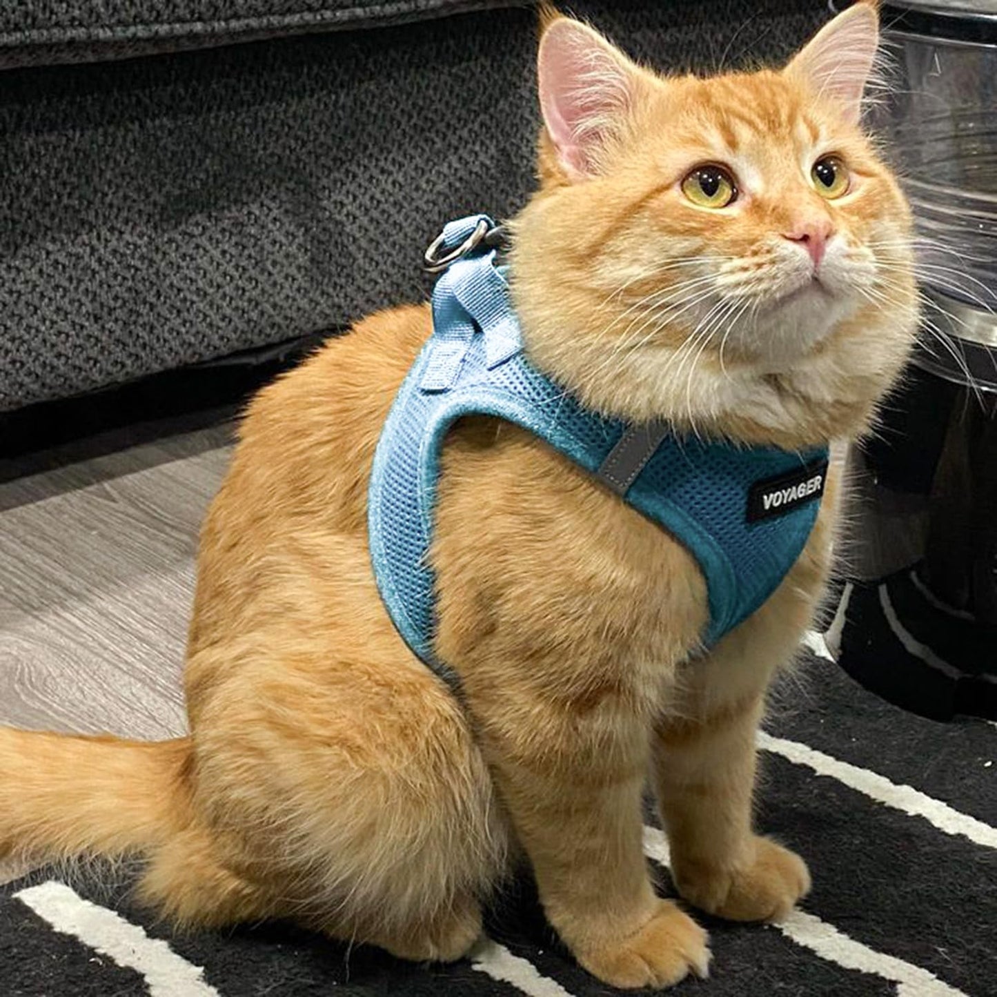 Best Pet Supplies - All Weather Mesh, Reflective, No Pull Harness for Small, Medium Dogs, Cats - Secure with Hook & Loop Fastener, Buckle, Double D-Rings - Baby Blue, M