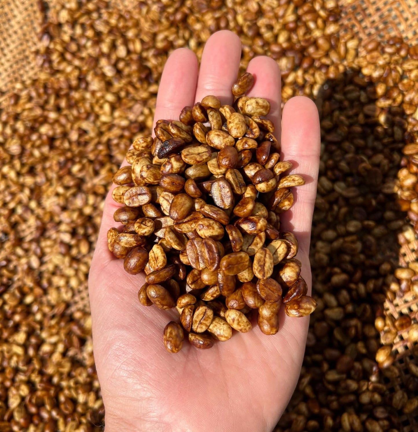 Black Tucano Specialty Brazilian Whole Beans - Medium Roast Honey Coffee - 8.8 Ounces (250 Gr)