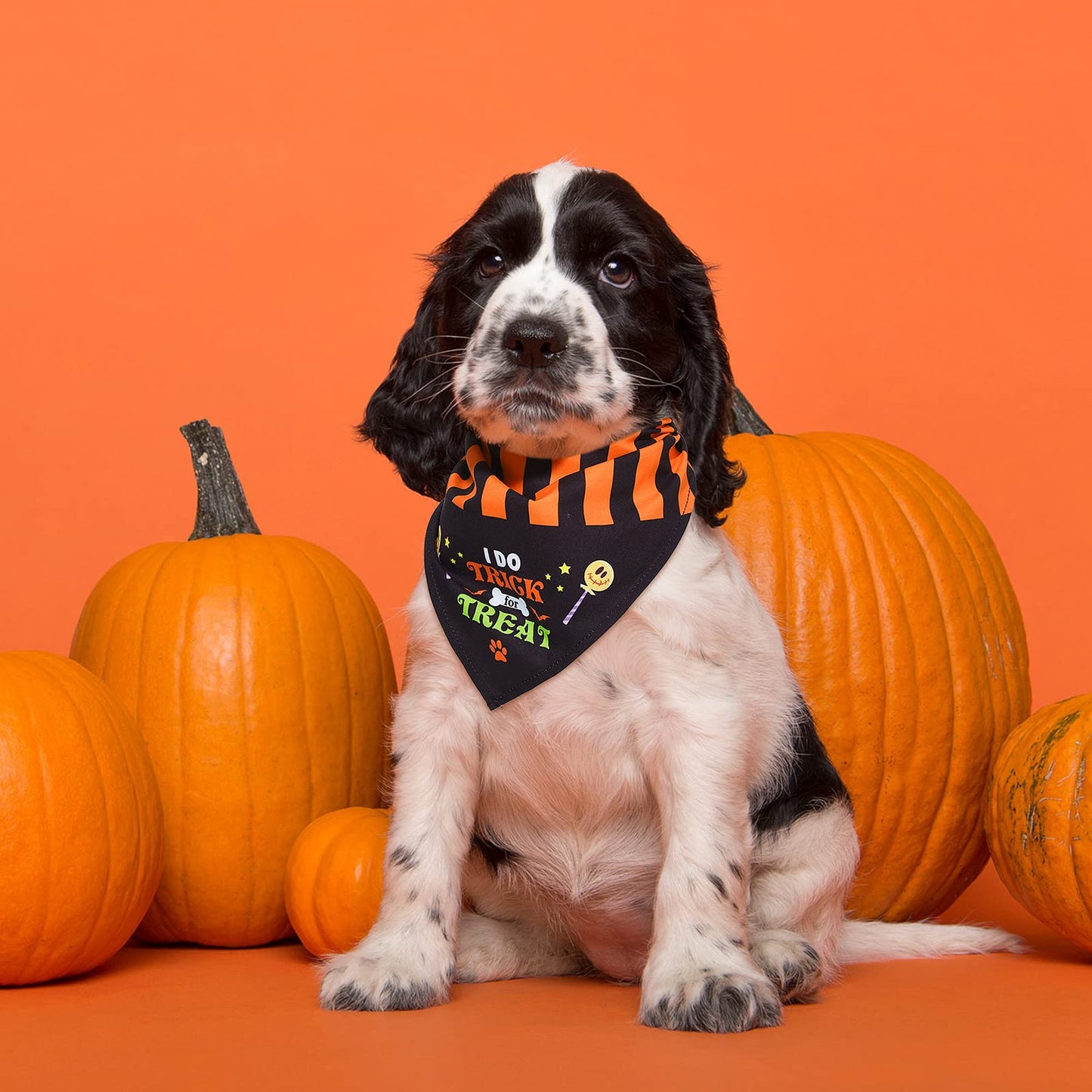 8 Pieces Halloween Dog Bandanas Pumpkin Bat Dog Triangle Bid Adjustable Pet Scarf for Halloween Holiday Costume(Witch Style)