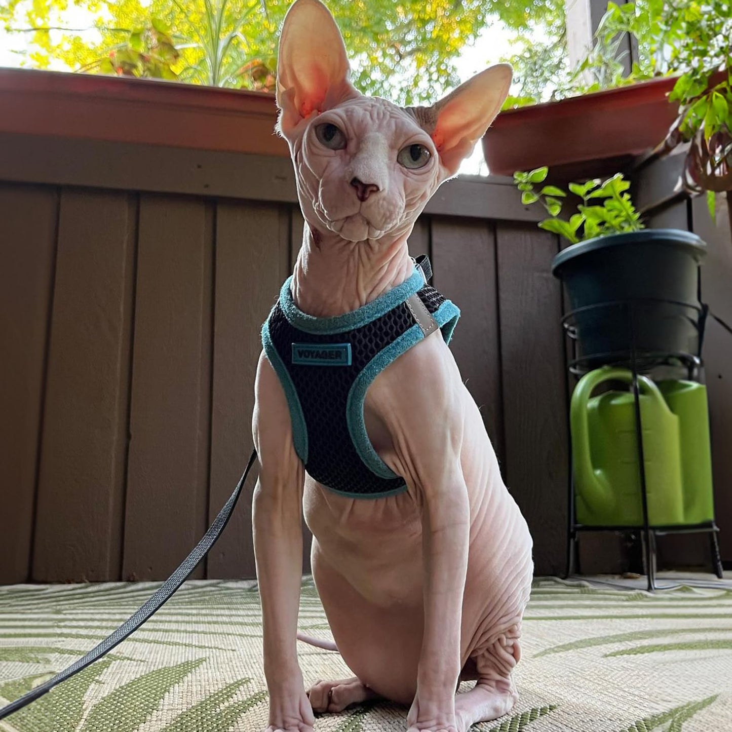 Best Pet Supplies - All Weather Mesh, Reflective, No Pull Harness for Small, Medium Dogs, Cats - Secure with Hook & Loop Fastener, Buckle, Double D-Rings - Black/Blue Trim, M