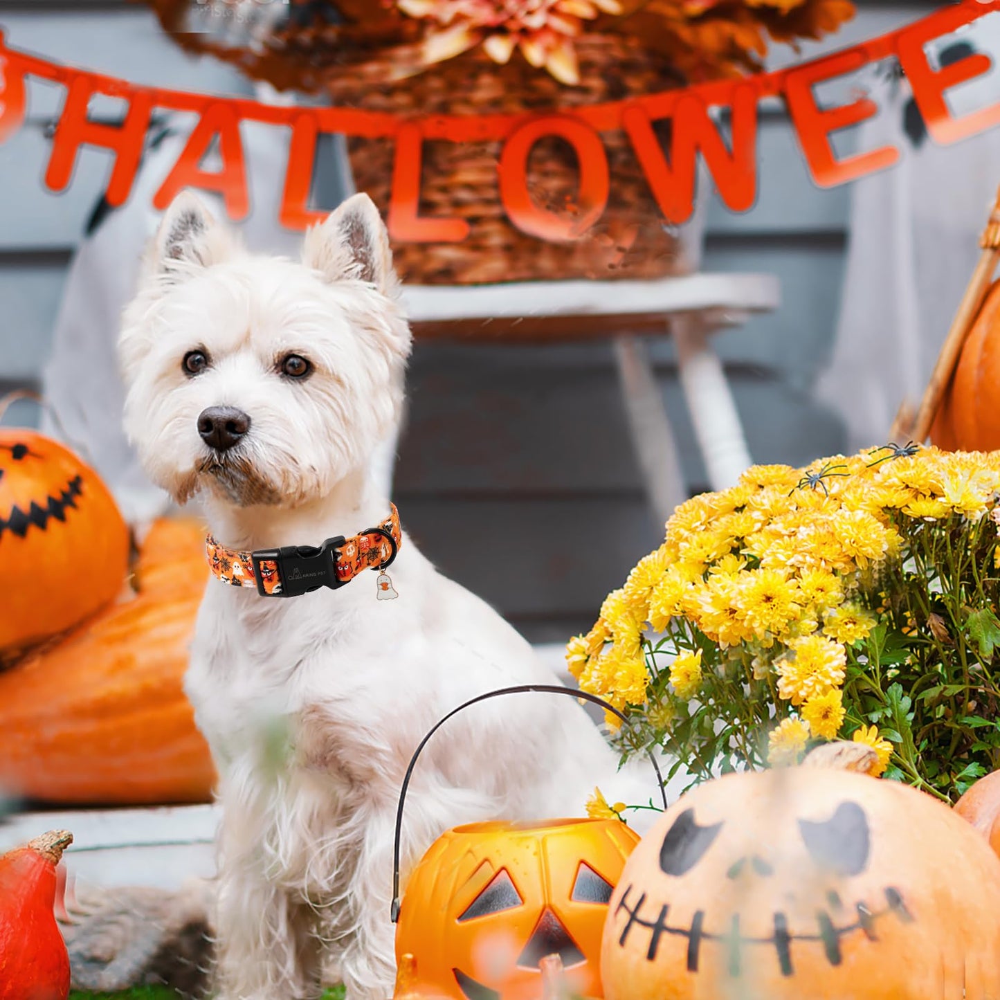 ARING PET Halloween Dog Collar, Ghost Pumpkin Spider Web Skeleton Pet Collars for Small Medium Large Girl Boy Dogs Puppy Collar with Quick Release Buckle-S Size