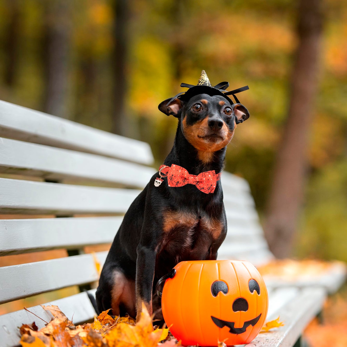 ADOGGYGO Halloween Dog Collars with Bow Tie, Adjustable, Black Orange, Pumpkin Skeleton Halloween Bow Collars for Small Medium Large Dogs Pets (Medium)