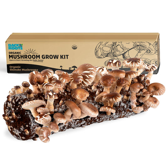Back to the Roots Organic Shiitake Mushroom Kit; Great Gift; Easy for Beginners, For Indoor Growing (Start Growing Right Away)