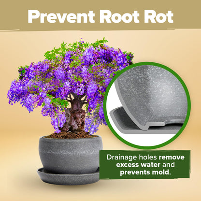 HOME GROWN Bonsai Tree Kit – Grow 4 Bonsai Types Indoors with Complete Starter Kit Including Pots Peat Pellets and Bonus Grow Guide – Unique Gardening Gift for Men Women Beginners