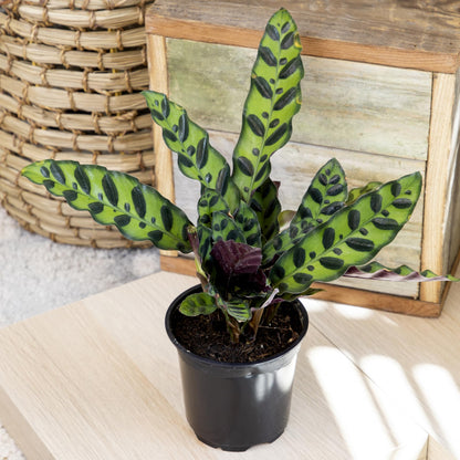 Calathea Prayer Plants Live House Plants (4PK), Pet Friendly Indoor Plants, Prayer Plant Houseplant Pack, Grower's Choice Calathea Plant Mix, Live Houseplants for Home and Office by Plants for Pets