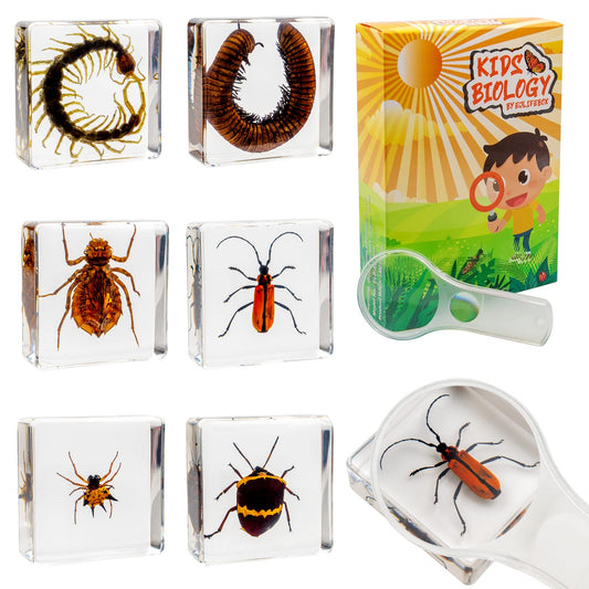 Insect Specimen Set, Bugs Collection Scientific Education Gift for Kids Aged 3-8-12 (Millipede, Centipede, Dragonfly Larvae, Tea Seed Bug, Red Longhorn Beetle, Spiny Spider)