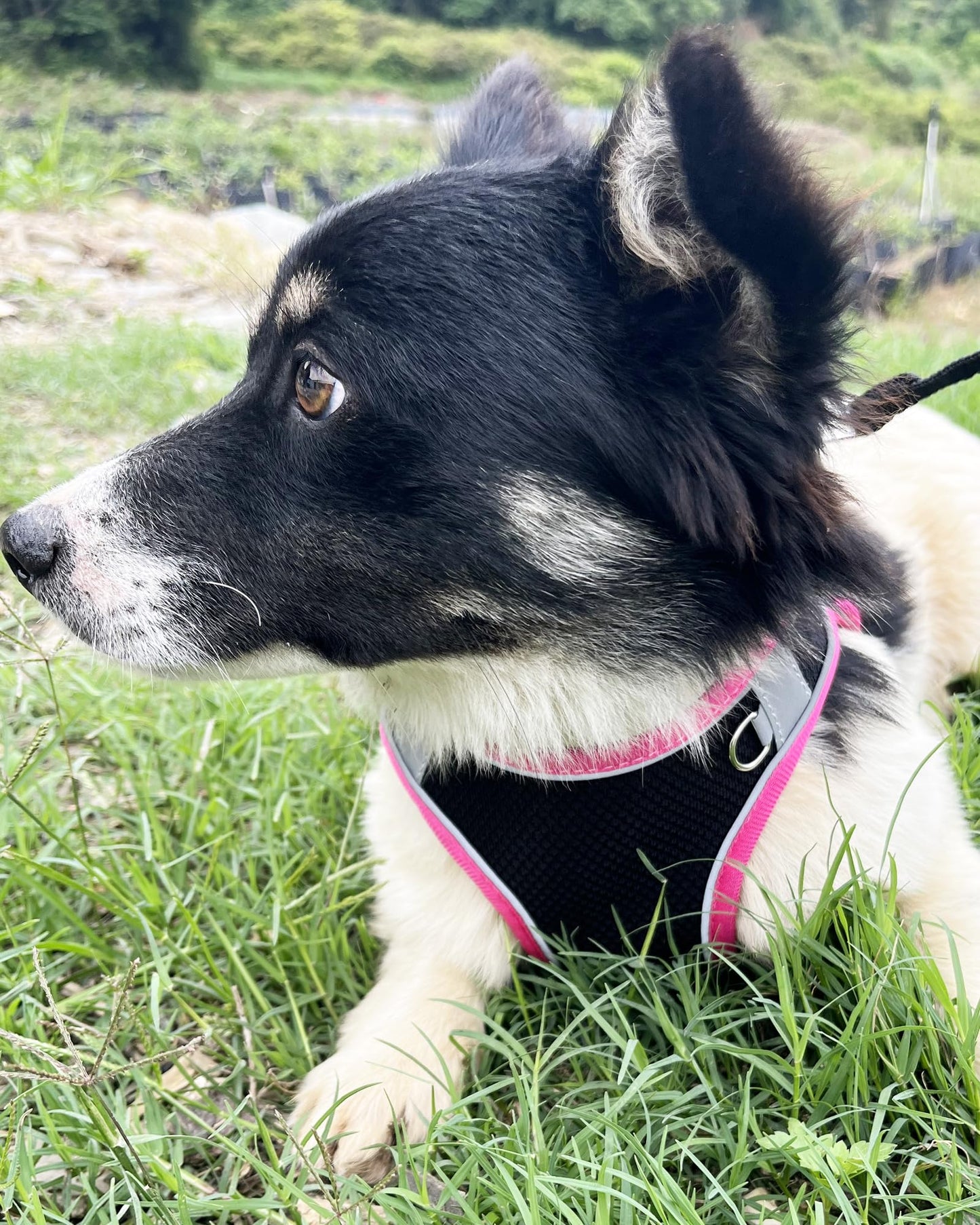 Aecllcea Dog Harness for Small Medium Sized Dog, Step in Puppy Harness and Leash Set Training Walkings. (Black, M)