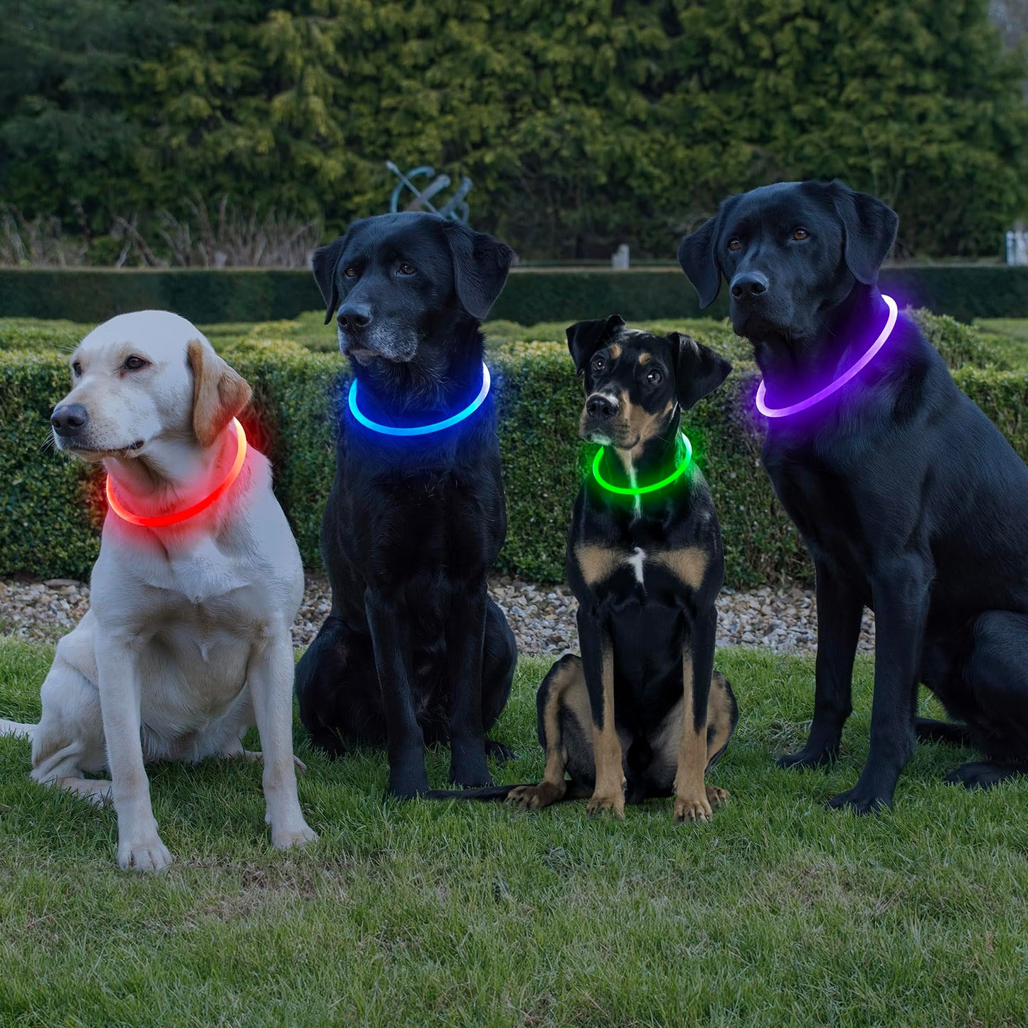 HIGO Light Up Dog Collar, LED Dog Collar for Night Safety with 3 Modes, Type-C Rechargeable & Adjustable TPU Material for Small Medium Large Dogs (Purple)