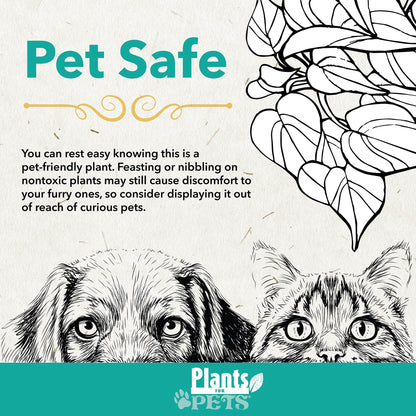 Calathea Prayer Plants Live House Plants (4PK), Pet Friendly Indoor Plants, Prayer Plant Houseplant Pack, Grower's Choice Calathea Plant Mix, Live Houseplants for Home and Office by Plants for Pets